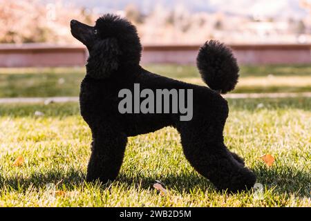 side view of black Miniature Poodle standing in a conformation stack Stock Photo