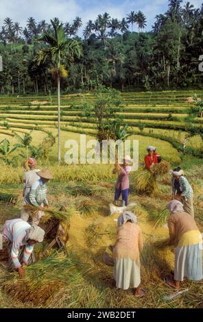 Indonesia, Java. Women harvesting and threshing rice. Stock Photo