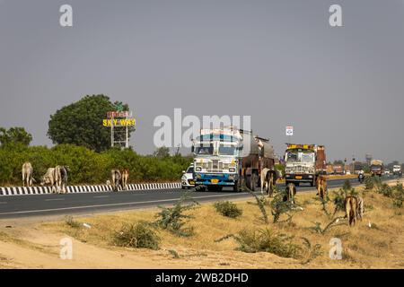 bulls many crossing national highway with truck passing by at day from flat angle image is taken at jodhpur udaipur national highway rajasthan india O Stock Photo