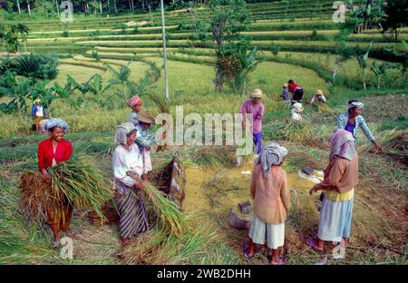 Indonesia, Java.Women harvesting and threshing rice. Stock Photo