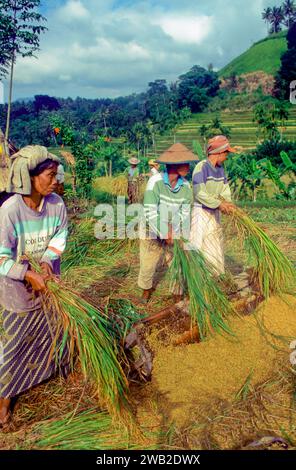 Indonesia, Java. Women harvesting and threshing rice. Stock Photo