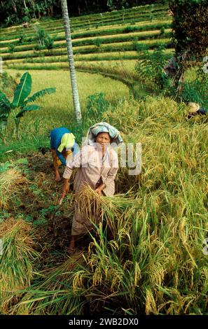 Indonesia, Java - Women harvesting and threshing rice Stock Photo - Alamy