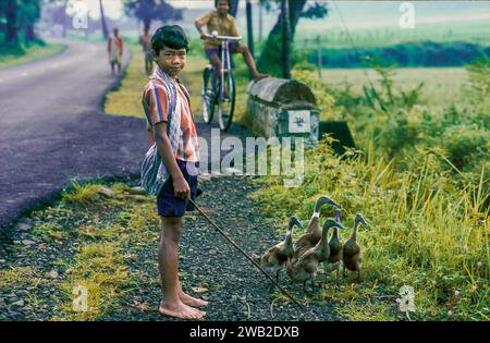 Indonesia, Java. Ducks eat the harmful insects between the rice plants ...