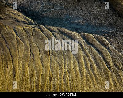 Dry land with golden green surface Stock Photo