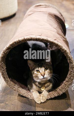 Cat sitting inside a tube, Java Whiskers Cat Cafe, London, England Stock Photo