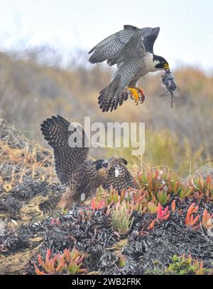 Falcon family training session    USA EXCITING images of a mother peregrine falcon enticing its fledgling with food in a bid to teach it to hunt were Stock Photo