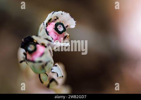 Monotropa uniflora flowers in fall Stock Photo