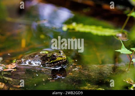 Frog sitting on log in pond Stock Photo