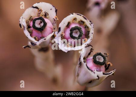 Monotropa uniflora flowers in fall Stock Photo