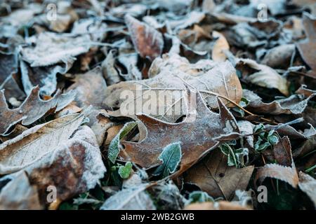 Close up of frost on oak leaves on forest floor in winter Stock Photo