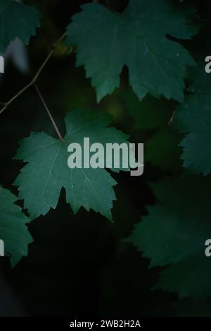 Close up grape leaves in dark bush background Stock Photo
