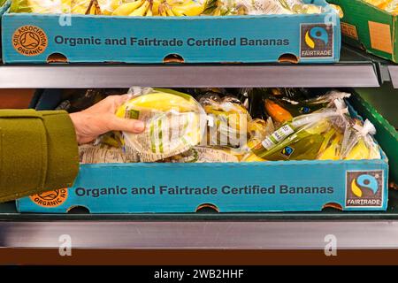 Fair trade organic Bananas shopper hand selects organic fruit plastic bag in cardboard boxes supermarket shelves in large Tesco food store England UK Stock Photo