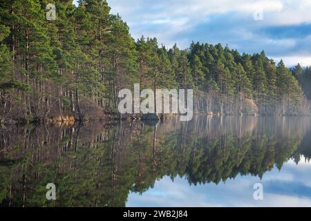 Trees reflected in Loch Garten. Highlands, Scotland Stock Photo