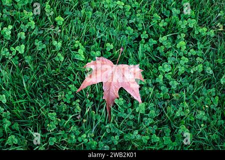 Autumn maple leaf on green grass with clover leaves background. Stock Photo