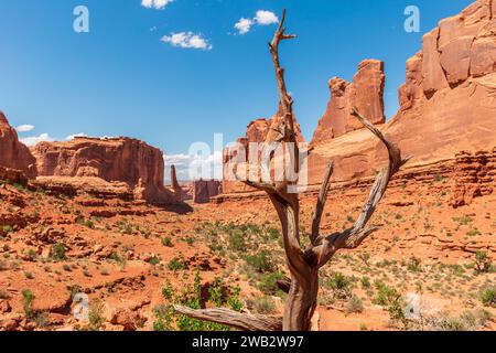 Park Avenue Trailhead in Arches National Park in Moab, Utah, United States. Dry Tree over Massive Natural Sandstone Monuments Called Courthouse Towers Stock Photo