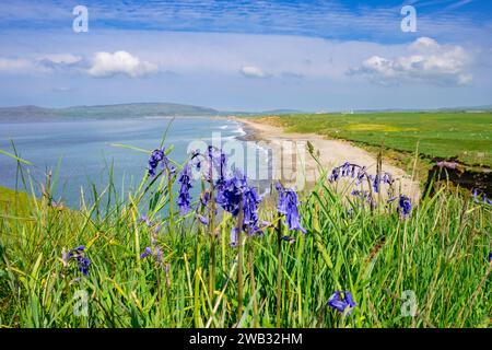 Bluebells at Porth Neigwl or Hell's Mouth beach on Llyn Peninsula near Abersoch, Gwynedd, Wales, UK, Britain. Photographed from Wales Coast Path Stock Photo