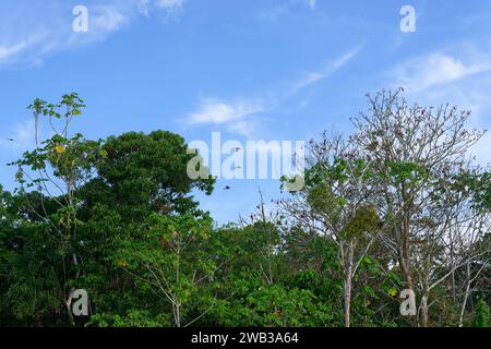 Toco Toucans flying over the flooded forest on the Abacaxis river an Amazon tributary, Amazonas state, Brazil Stock Photo