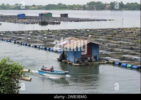 GHANA, Asutsuare, Volta river, Tilapia fish breeding farm of chinese company China Fujian fishing farm of Greenhouse International Development Ghana Ltd. / GHANA, Volta Fluß, Tilapia, Buntbarsch,  Fischzuchtfarm einer chinesischen Firma Stock Photo