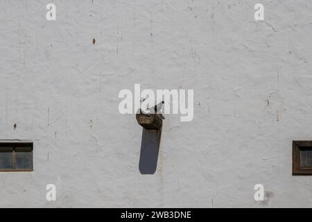 Rough white wall of a building with two small dirty windows. Pigeon sitting on a gutter and getting ready to fly. Shadow of the gutter on the wall. Te Stock Photo