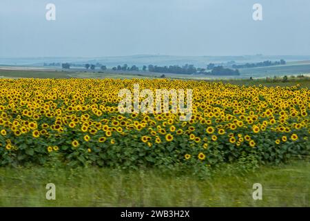 A field filled with Sunflowers in full bloom in countryside of the Free State, South Africa. Stock Photo