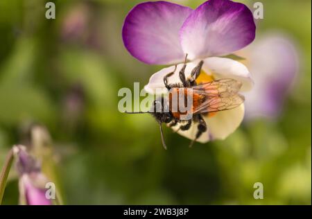 Tawny Mining bee Andrena fulva, female at rest on a small pansy flowerhead in garden, April Stock Photo