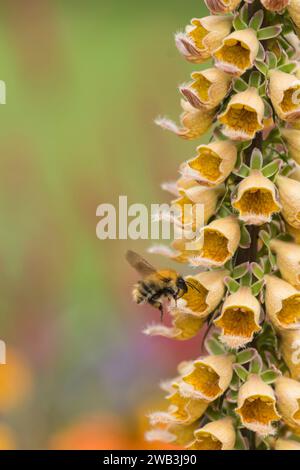 Common Carder bee flying to feed on Digitalis ferruginea Rusty Foxglove, in a garden border, August Stock Photo
