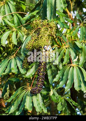 Ripe and unripe berries among the palmate evergreen foliage of the exotic Schefflera taiwaniana 'Garden House form' tree Stock Photo