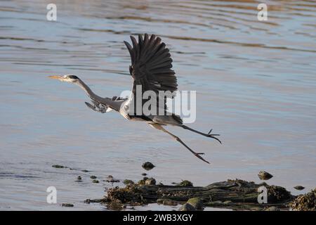 Heron taking off. Douro river, north of Portugal. Stock Photo