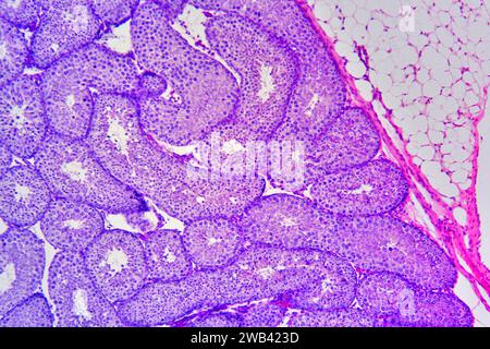 Rabbit testicle showing from right to left: parietal layer and seminal ...