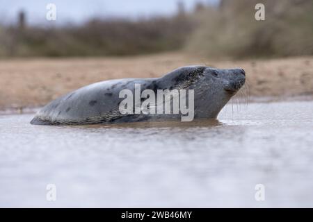 Grey Seal (Halichoerus grypus) pup in a puddle Norfolk January 2024 Stock Photo