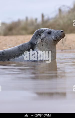 Grey Seal (Halichoerus grypus) pup in a puddle Norfolk January 2024 Stock Photo