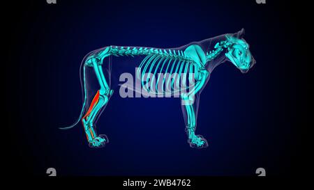 Flexor digitorum superficialis leg muscle lion muscle anatomy for medical concept 3D illustration Stock Photo