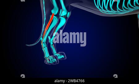 Extensor digitorum lateralis leg muscle lion muscle anatomy for medical concept 3D illustration Stock Photo