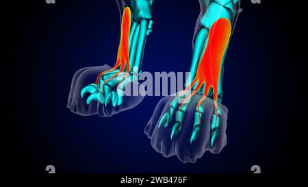 Extensor digitorum brevis muscle lion muscle anatomy for medical concept 3D illustration Stock Photo