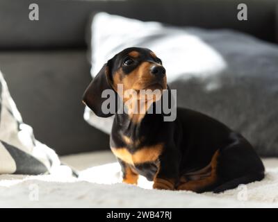 Cute small sausage dog 10 weeks old on the grey sofa indoor Stock Photo