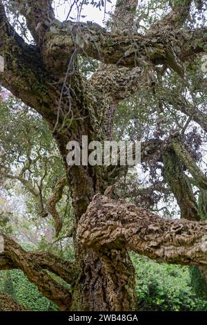 Cork oak tree (Quercua suber) in Arundel Castle Gardens, Arundel, West Sussex, UK Stock Photo