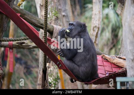 A female Western lowland gorilla eating food and looking at the camera at London Zoo Stock Photo