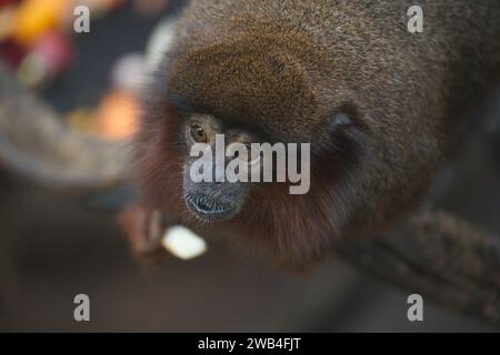 A red titi monkey at London Zoo Stock Photo