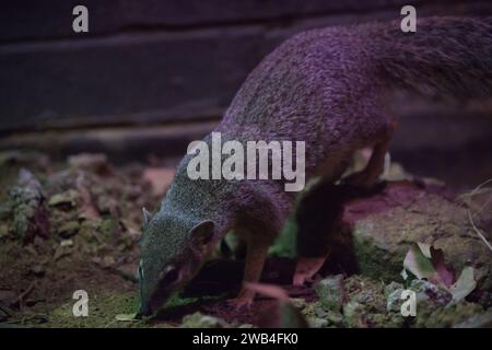 A bokiboky (Narrow-striped mongoose) foraging for food at London Zoo Stock Photo