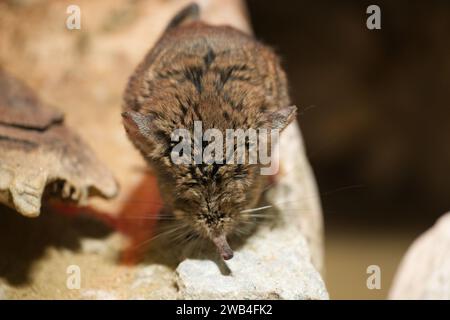 A Karoo round-eared sengi at London Zoo Stock Photo