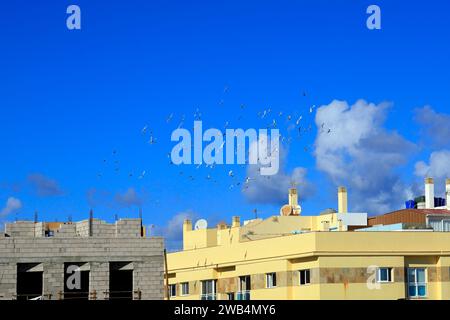 A flock of pigeons flying over rooftops against blue sky, El Cotillo, Fuerteventura, Canary Islands, Spain. Taken November 2023. cym Stock Photo