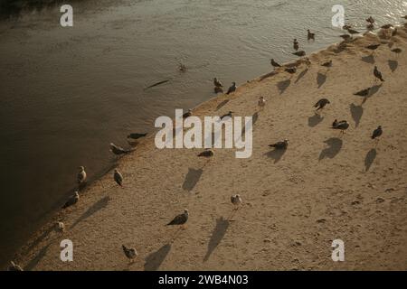 A scenic view of a path winding through a tranquil beach landscape, featuring beautiful shorebirds wading in the shallow water near the sandy banks Stock Photo