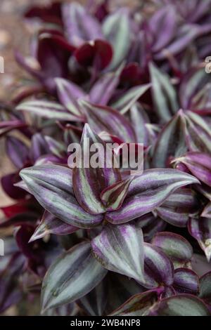 wandering jew, inch plant filling a hanging basket Stock Photo