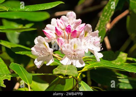 Rhododendron Blooming in the Mountains on the Blue Ridge Parkway in Virginia Stock Photo