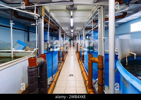 Round water basins with automatic feeding and water recirculation for ...