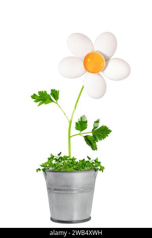 Conceptual photo of chamomile flower made from eggs and parsley isolated on white. Minimal concept Stock Photo