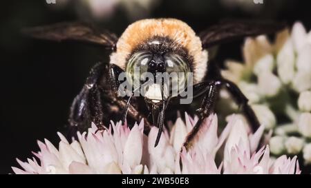 A large green-eyed male Eastern Carpenter Bee (Xylocopa virginica) feeding on succulent white sedum flowers. Long Island, New York USA Stock Photo