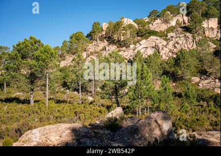 Conifers and rocks between I Paliri and Conca on the GR20, Corsica, France Stock Photo