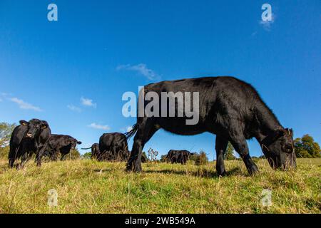 Black cows on farmland in rural Hertfordshire. Stock Photo