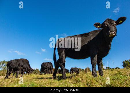 Black cows on farmland in rural Hertfordshire. Stock Photo